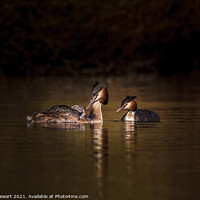 Buy canvas prints of Great Crested Grebes and Chick by Heidi Stewart