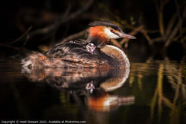 Great Crested Grebe ( Podiceps cristatus ) Picture Board by Heidi Stewart