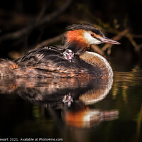 Buy canvas prints of Great Crested Grebe ( Podiceps cristatus ) by Heidi Stewart