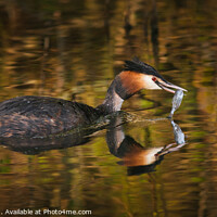 Buy canvas prints of Great Crested Grebe ( Podiceps cristatus ) by Heidi Stewart
