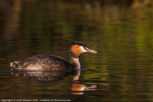 Great Crested Grebe ( Podiceps cristatus ) Picture Board by Heidi Stewart