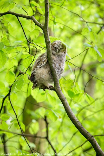 Sleepy Tawny Owl  Picture Board by Heidi Stewart