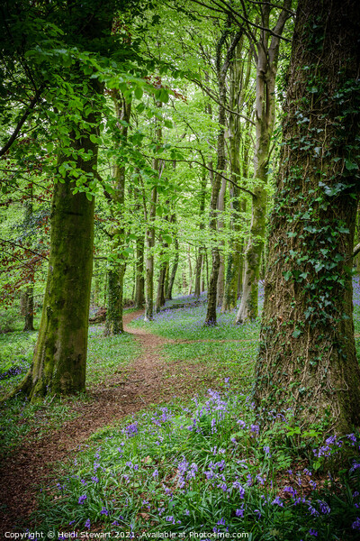 The Path into the Bluebell Wood  Picture Board by Heidi Stewart
