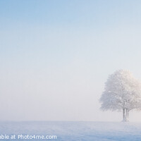 Buy canvas prints of Solitary Tree in Snow by Heidi Stewart