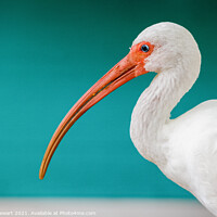 Buy canvas prints of White Ibis, Eudocimus albus by Heidi Stewart