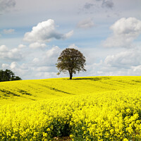 Buy canvas prints of Lone Tree in a Field of Yellow by Heidi Stewart