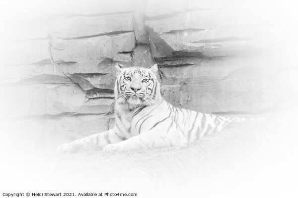 White Tiger Resting Picture Board by Heidi Stewart