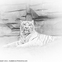Buy canvas prints of White Tiger Resting by Heidi Stewart