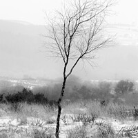 Buy canvas prints of Winter Tree by Heidi Stewart