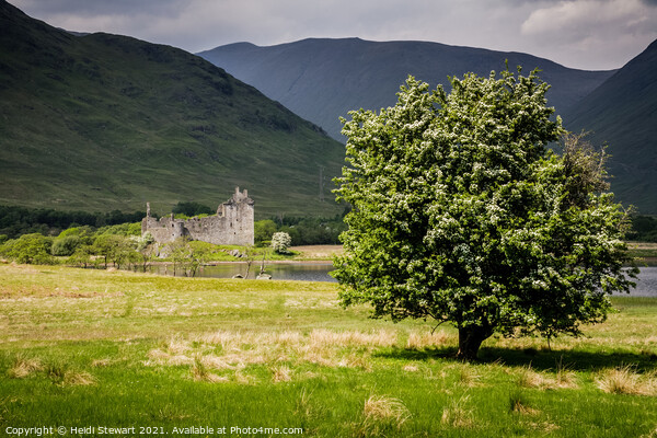 Kilchurn Castle, Scotland Picture Board by Heidi Stewart