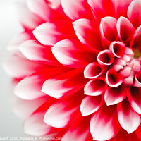 Buy canvas prints of Red and White Dahlia Flower by Heidi Stewart
