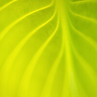 Buy canvas prints of Abstract Leaf by Heidi Stewart