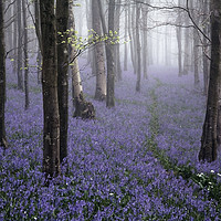 Buy canvas prints of Bluebells in the Mist by Kris Dutson