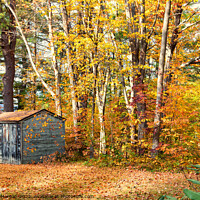 Buy canvas prints of Old shack in the fall in New Hampshire. by Richard Morgan