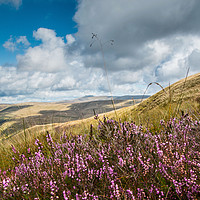 Buy canvas prints of Heather in the Brecon Beacons National Park by Richard Morgan