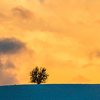 Buy canvas prints of Three trees standing in the snow in the Brecon Bea by Richard Morgan