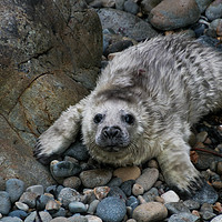 Buy canvas prints of Atlantic grey seal pup on Ramsey Island. by Richard Morgan