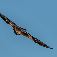 Buy canvas prints of Red Kite by Richard Morgan