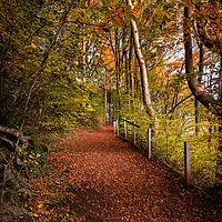 Buy canvas prints of Autumnal Colours by Richard Morgan