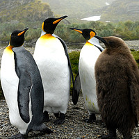 Buy canvas prints of King Penguins, South Georgia by Paul Coleman