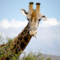 Buy canvas prints of Giraffe in South Africa  by Paul Coleman