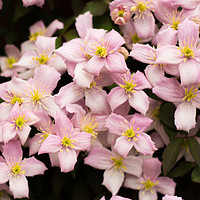Buy canvas prints of Pink Clematis by David Young