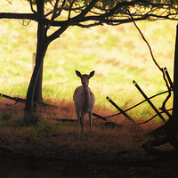 Buy canvas prints of Autumn bambi by Anthony Simpson