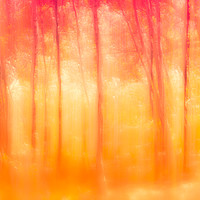 Buy canvas prints of Autumn Birch trees by Anthony Simpson