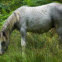 Buy canvas prints of Wild Pony standing on a lush green Hillside by simon alun hark
