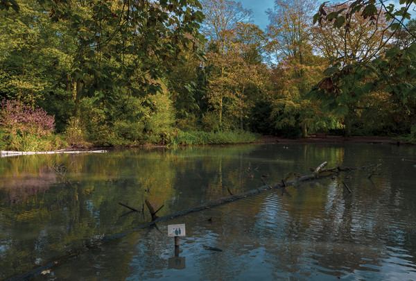 Apley Woods pond Picture Board by simon alun hark