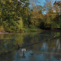 Buy canvas prints of Apley Woods pond by simon alun hark