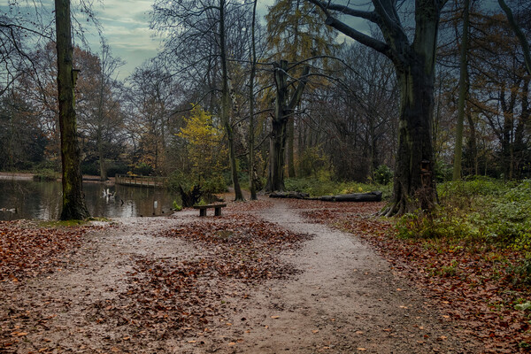 Apley Woods Picture Board by simon alun hark