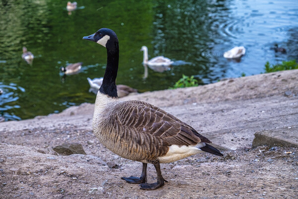 Canadian Goose Picture Board by simon alun hark