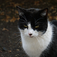 Buy canvas prints of Black and White cat by simon alun hark