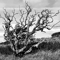 Buy canvas prints of Weather beaten tree on a barren and windswept hill by Alexandra Stevens