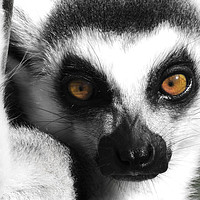 Buy canvas prints of Lemur by Matthew Hark