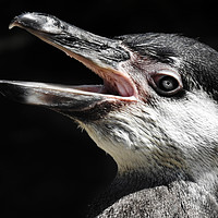 Buy canvas prints of Humboldt Penguin by Matthew Hark