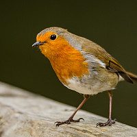 Buy canvas prints of Red Robin by Matthew Hark