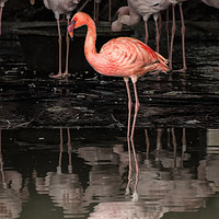 Buy canvas prints of Flamingoes by Matt Johnston