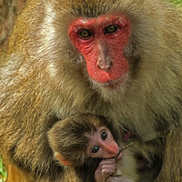 Buy canvas prints of Mother and Child Snow Monkeys by Matt Johnston