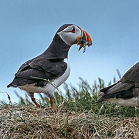 Buy canvas prints of Puffins with Sand EEls by Matt Johnston