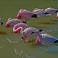 Buy canvas prints of Resting Flamingoes by Matt Johnston