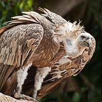 Buy canvas prints of Griffin Vulture by Matt Johnston