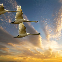 Buy canvas prints of Swans in Evening Flight by Matt Johnston