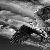 Buy canvas prints of Grey Heron in Flight by Matt Johnston