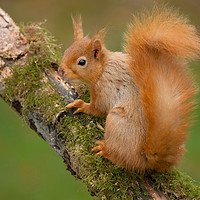 Buy canvas prints of Red Squirrel on Branch by Matt Johnston