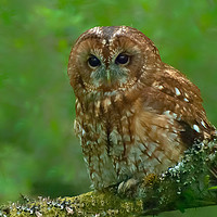 Buy canvas prints of Tawny Owl by Matt Johnston