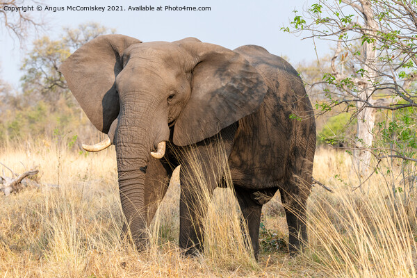 Mature bull elephant in grassland, Botswana Picture Board by Angus McComiskey