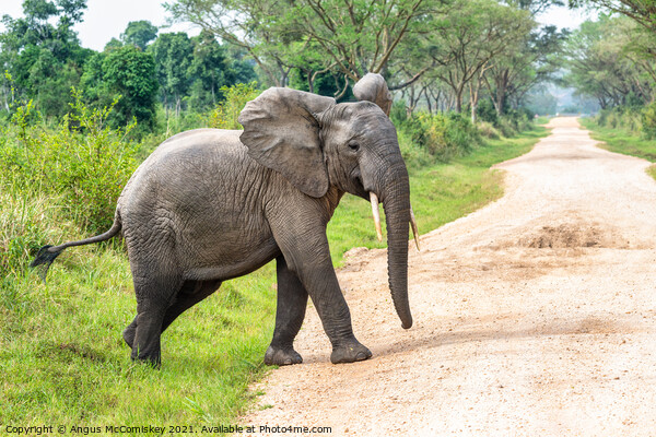 Young bull elephant crossing track in Uganda Picture Board by Angus McComiskey