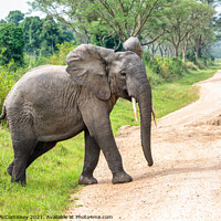 Buy canvas prints of Young bull elephant crossing track in Uganda by Angus McComiskey